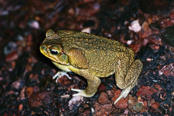 Toadscan Cane Toads And Native Frogs 